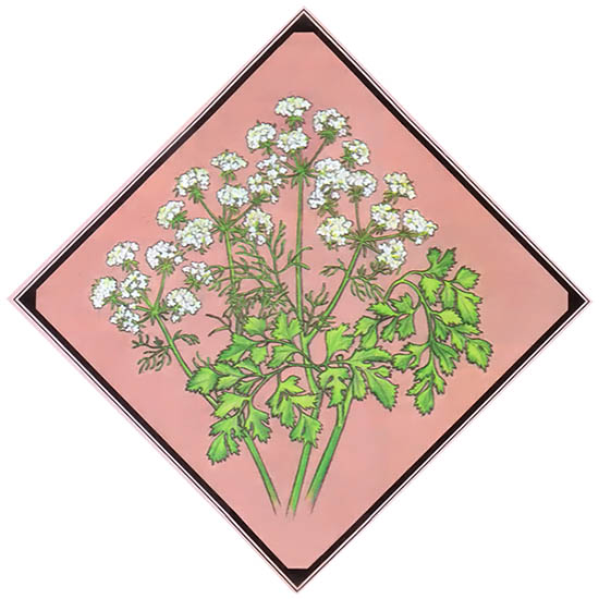 The coriander plant in its flowering stage. Harvest the seeds before they fall to make coriander spice.